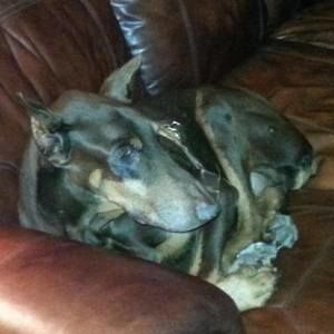 Meet your Posher, Frank